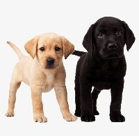 Dog PNG, Clipart, Animal, Animals, Animals Dogs, Canine, Cute Free PNG Download