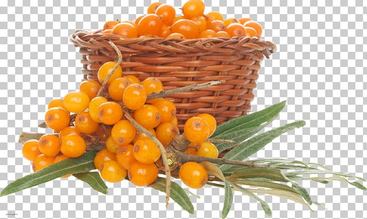 Sea Buckthorn PNG, Clipart, Sea Buckthorn Free PNG Download