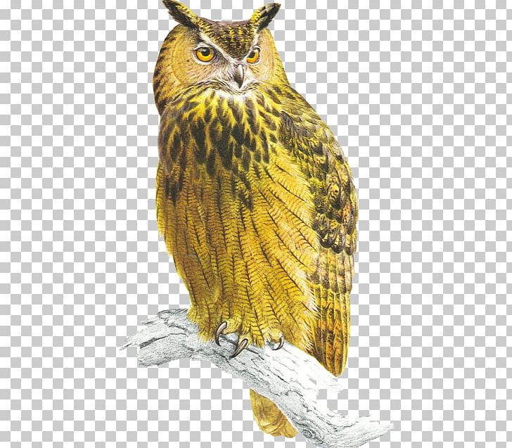 Tawny Owl Bird Of Prey Eurasian Eagle-owl PNG, Clipart, Animals, Beak, Bird, Bird Of Prey, Bird Vocalization Free PNG Download