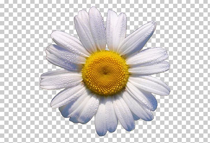 Clapham Wilstead Daisy May Florists Sharnbrook Bedford PNG, Clipart, Aster, Bedfordshire, Chamaemelum Nobile, Chrysanths, Clapham Free PNG Download