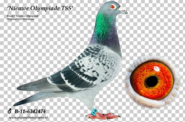 Columbidae Homing Pigeon Pigeon Racing Bird Arendonk PNG, Clipart, Animal, Arendonk, Beak, Bird, Blauwe Weg Free PNG Download
