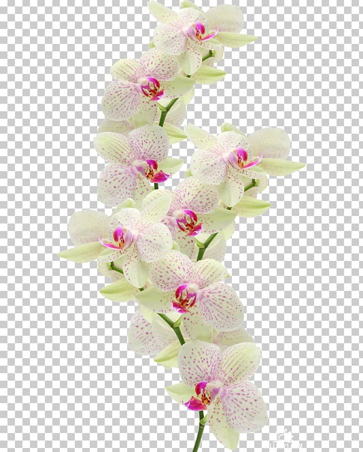 Moth Orchids Cut Flowers Dendrobium PNG, Clipart, Carnation, Floral Design, Floristry, Flower, Flower Arranging Free PNG Download