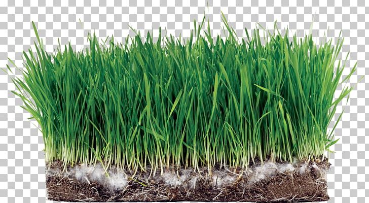 Sod Lawn Kentucky Bluegrass Seed Sowing Png Clipart Bathroom