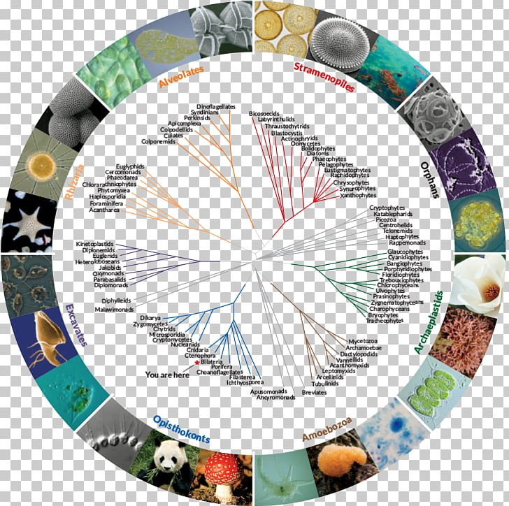 The Ancestor's Tale Tree Of Life Phylogenetic Tree Biology PNG, Clipart, Abiogenesis, Biodiversity, Biology, Circle, Dart Free PNG Download