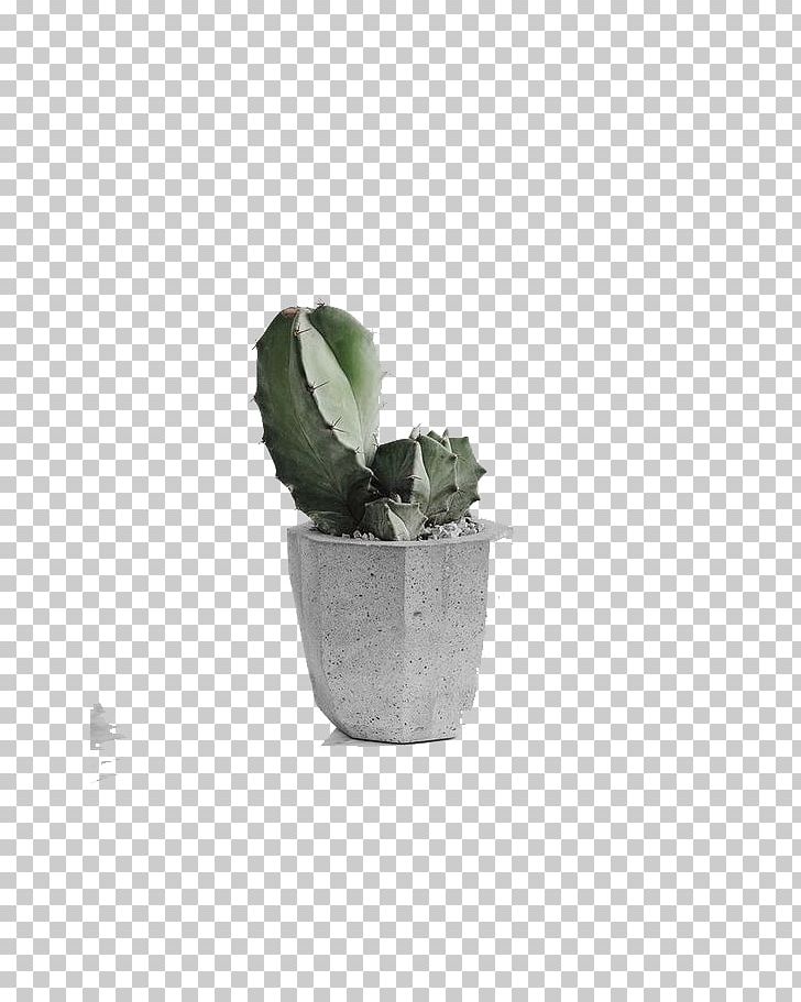 Cactaceae Google S Computer File PNG, Clipart, Adobe Illustrator, Bonsai, Cactaceae, Cactus, Download Free PNG Download