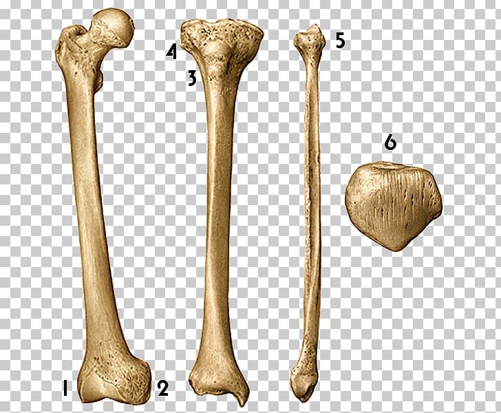 Femur Greater Trochanter Gluteal Muscles Pectineus Muscle Linea Aspera PNG, Clipart, Anatomy, Bone, Femoral Head, Femoral Neck, Femur Free PNG Download