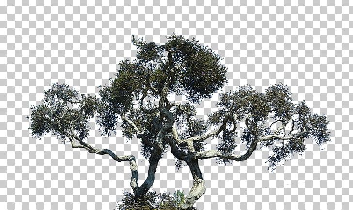 Lone Cypress Oak Tree Cupressus Portable Network Graphics PNG, Clipart, Black And White, Branch, Conifer, Cupressus, Cypress Free PNG Download