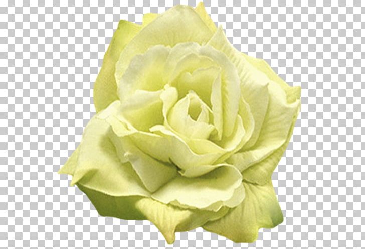 Rose Flower Yellow White Green PNG, Clipart, Color, Coral, Cut Flowers, Eggplant, Flower Free PNG Download