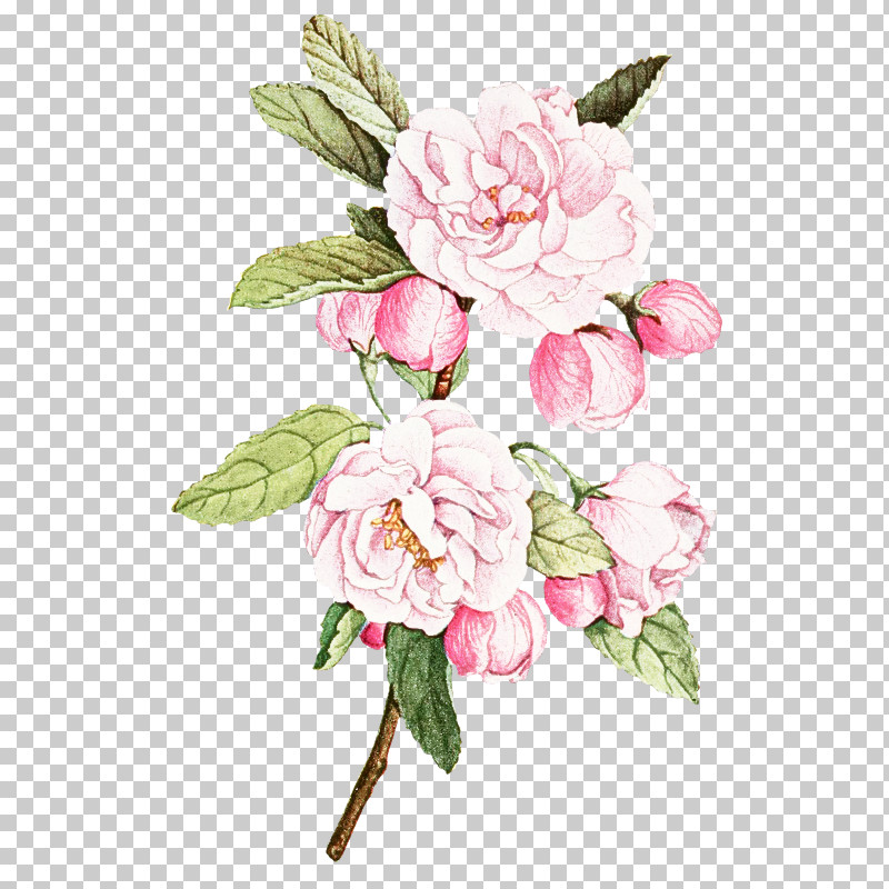 Garden Roses PNG, Clipart, Artificial Flower, Bouquet, Camellia, Chinese Peony, Common Peony Free PNG Download