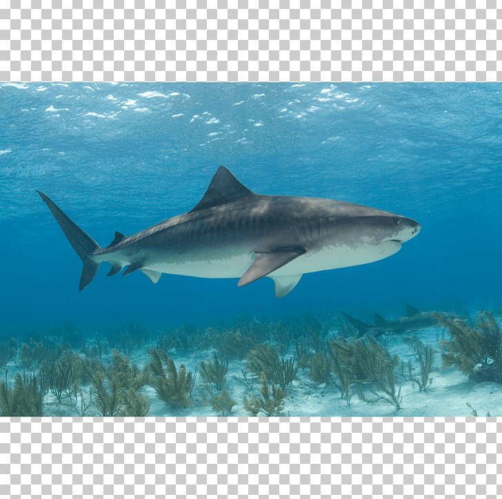 Tiger Shark Great White Shark Canvas Print PNG, Clipart, Animals, Art, Canvas, Canvas Print, Carcharhiniformes Free PNG Download