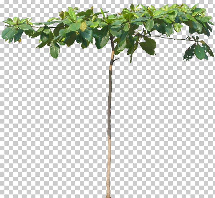 Populus Nigra Tree Indian-almond PNG, Clipart, Almond, Branch, Clip Art, Combretaceae, Computer Software Free PNG Download