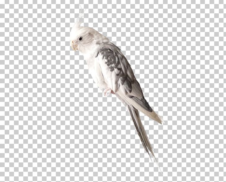 Bird PNG, Clipart, Adobe Illustrator, Animal, Animation, Bald, Bald Eagle Free PNG Download