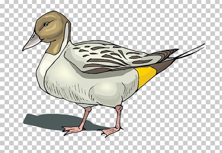 Mallard Duck Goose Poultry PNG, Clipart, Animals, Beak, Bird, Duck, Duck Meat Free PNG Download