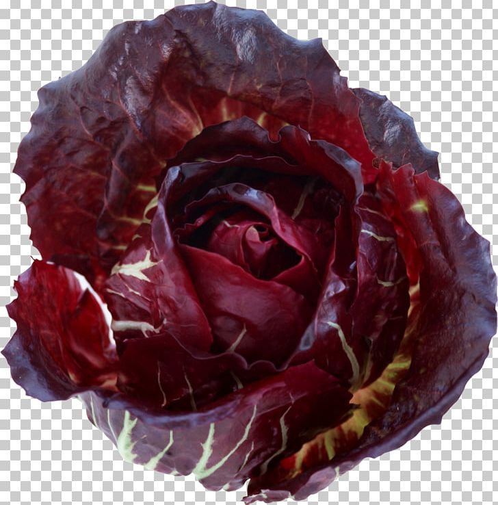 Beach Rose Garden Roses PNG