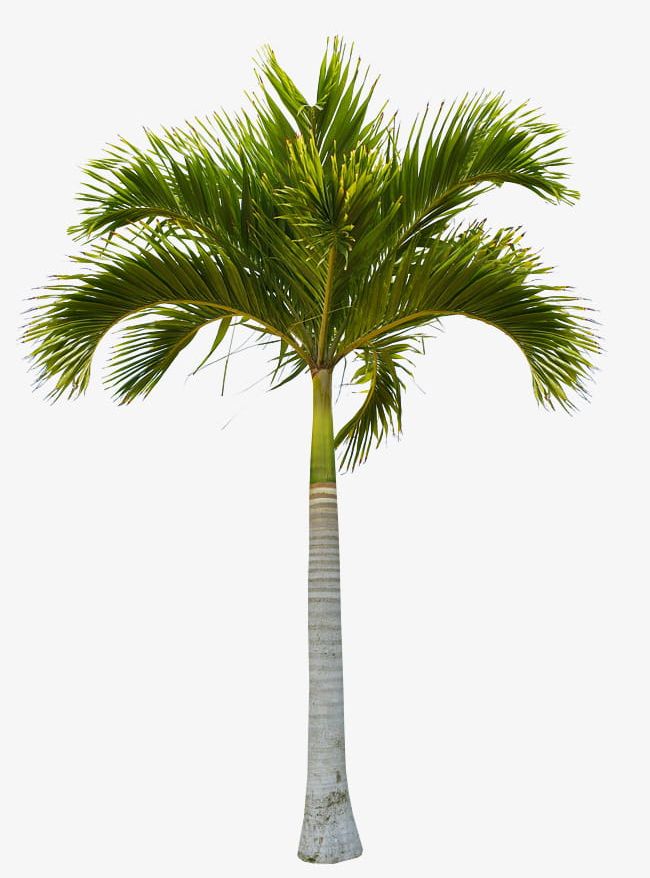 Beautiful Green Coconut Trees PNG, Clipart, Beautiful, Beautiful Clipart, Beautiful Clipart, Beautiful Coconut Trees, Coconut Free PNG Download