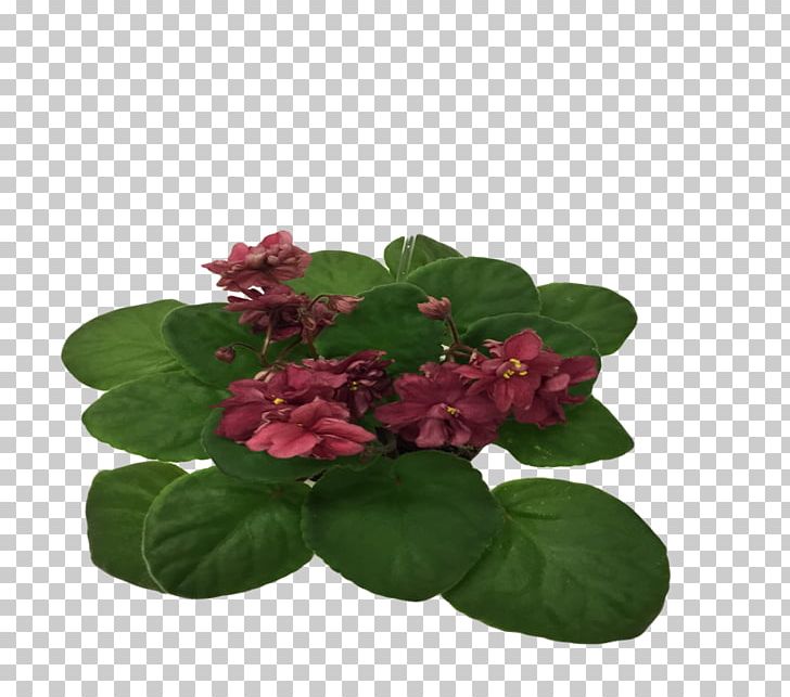 Flowerpot Annual Plant PNG, Clipart, African Violets, Annual Plant, Flower, Flowerpot, Petal Free PNG Download