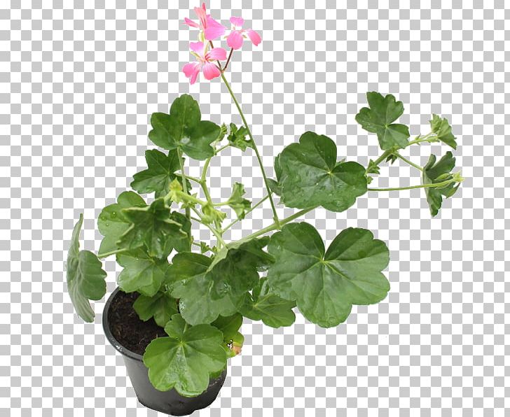 Ivy Geranium Pelargonium Zonale Sweet Scented Geranium Houseplant PNG, Clipart, Annual Plant, Flower, Flowering Plant, Flowerpot, Food Drinks Free PNG Download