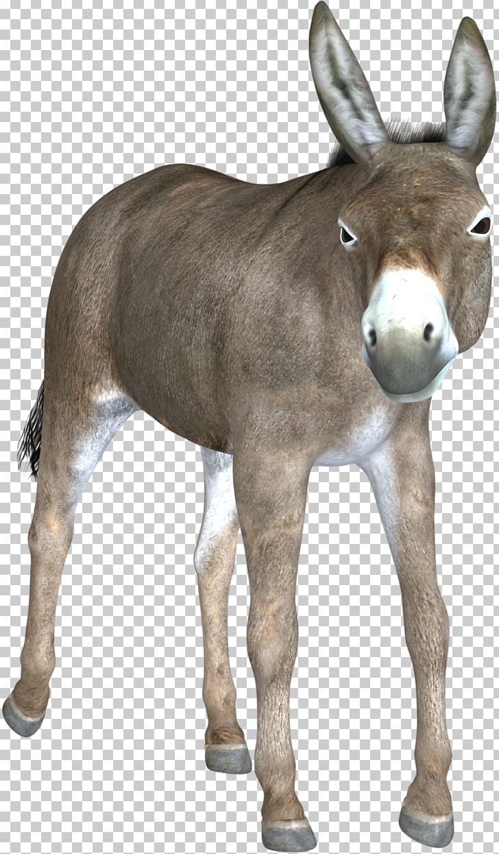 Mule Hinny Foal Mare Horse PNG, Clipart, Animal, Animals, Cartoon Donkey, Colt, Decoration Free PNG Download