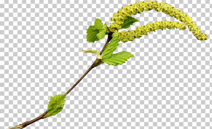 Birch Seed Tree PNG, Clipart, Auglis, Bark, Birch, Branch, Drawing Free PNG Download