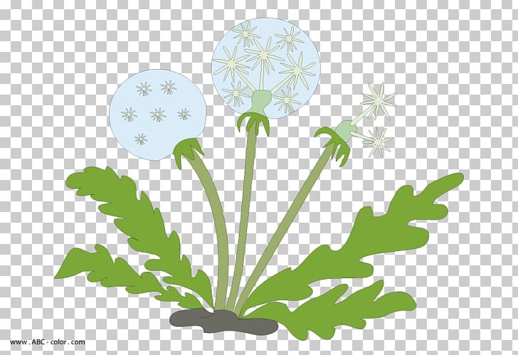 Drawing Common Dandelion Cartoon PNG, Clipart, Cartoon, Cut, Dandelion, Digital Image, Drawing Free PNG Download