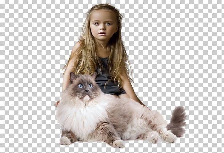 Ragdoll Birman Norwegian Forest Cat Whiskers Burmese Cat PNG, Clipart, Birman, Burmese Cat, Carnivoran, Cat, Cat Like Mammal Free PNG Download