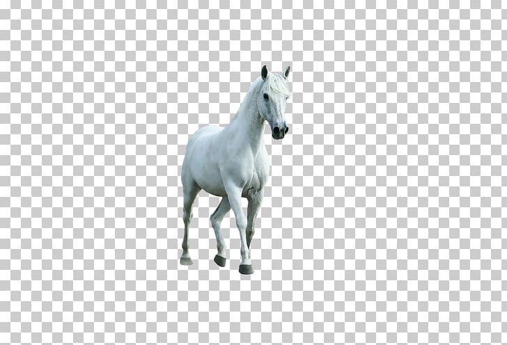 White Horse Transparency And Translucency PNG, Clipart, 3d Computer Graphics, Animal Figure, Animals, At Resimleri, Colt Free PNG Download