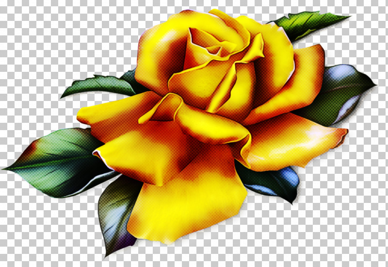 Garden Roses PNG, Clipart, Flower, Garden Roses, Hybrid Tea Rose, Orange, Petal Free PNG Download