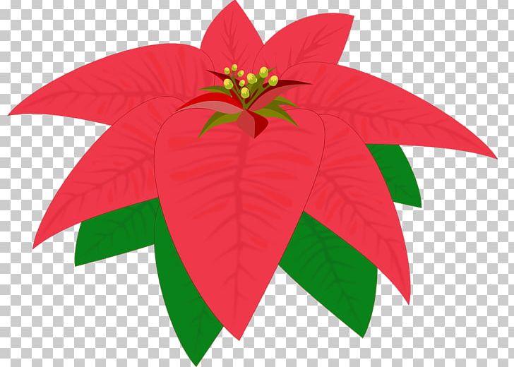 Flower Poinsettia PNG, Clipart, Bico, Christmas, Drawing, Flor, Flora Free PNG Download