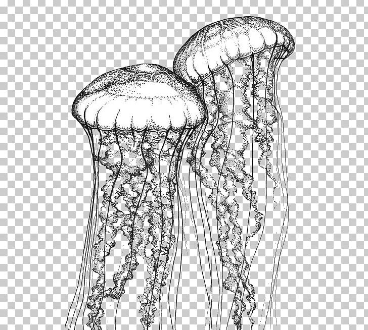 Jellyfish Stippling Chrysaora Quinquecirrha Drawing Chrysaora Fuscescens PNG, Clipart, Animal, Arm, Art, Artwork, Biological Illustration Free PNG Download