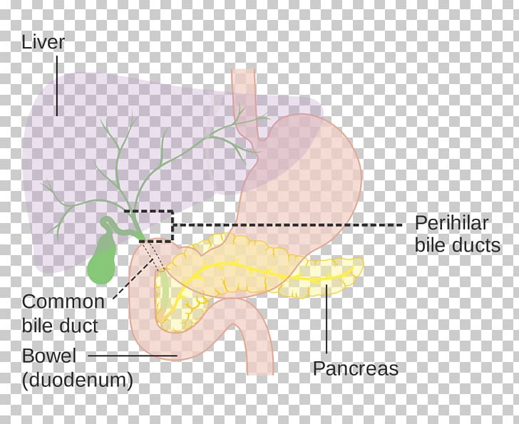 Common Bile Duct Biliary Tract Gallbladder PNG, Clipart, Abdomen, Bile, Bile Duct, Cartoon, Common Bile Duct Free PNG Download