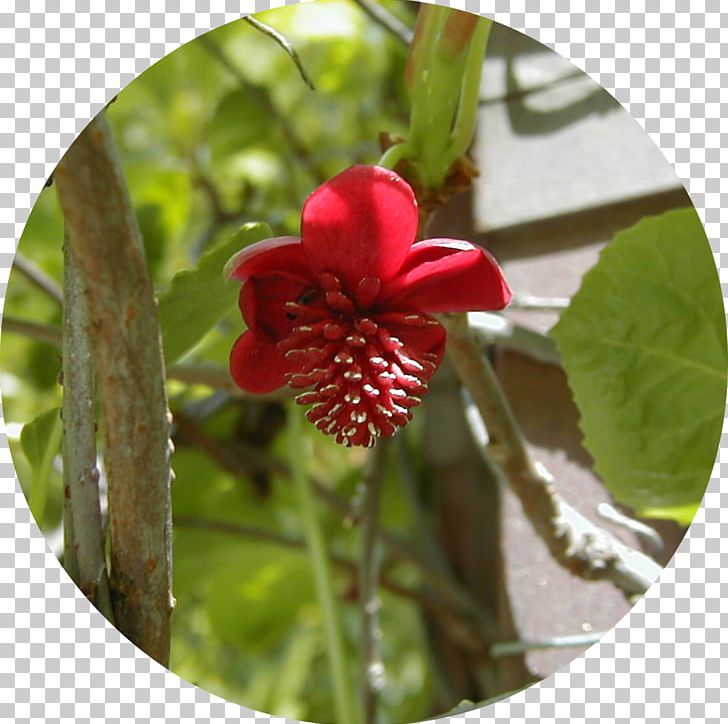 Five-flavor Berry Plant Dicotyledon Vine Schisandra Rubriflora PNG, Clipart, Adaptogen, Deciduous, Dicotyledon, Fiveflavor Berry, Flora Free PNG Download