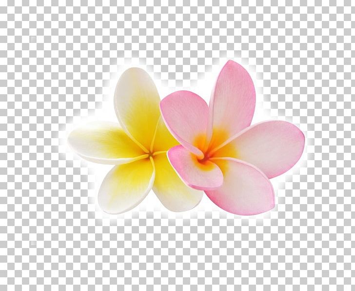 Fragrance Oil Stock Photography PNG, Clipart, Essential Oil, Flower, Flowering Plant, Fragrance Oil, Frangipani Free PNG Download
