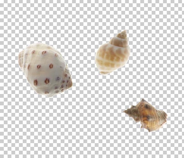 Oyster Clam Mussel Seashell Conchology PNG, Clipart, Cartoon Conch, Clam, Clams Oysters Mussels And Scallops, Conch, Conch Blowing Free PNG Download