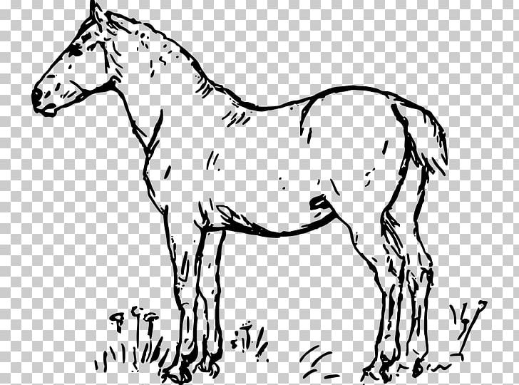 Standing Horse Stallion Colt American Quarter Horse Drawing PNG, Clipart, American Quarter Horse, Animal, Animal Figure, Art, Ati Free PNG Download