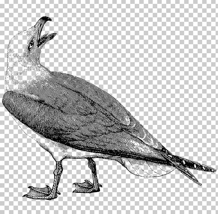 Gulls Outlook Annoyances PNG, Clipart, Art, Art Museum, Beak, Bird, Bird Of Prey Free PNG Download