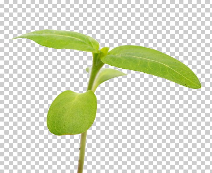 Houseplant Pozhet Aloe Vera Plant Cell PNG, Clipart, Aloe Vera, Dahlia, Desktop Wallpaper, Food Drinks, Houseplant Free PNG Download