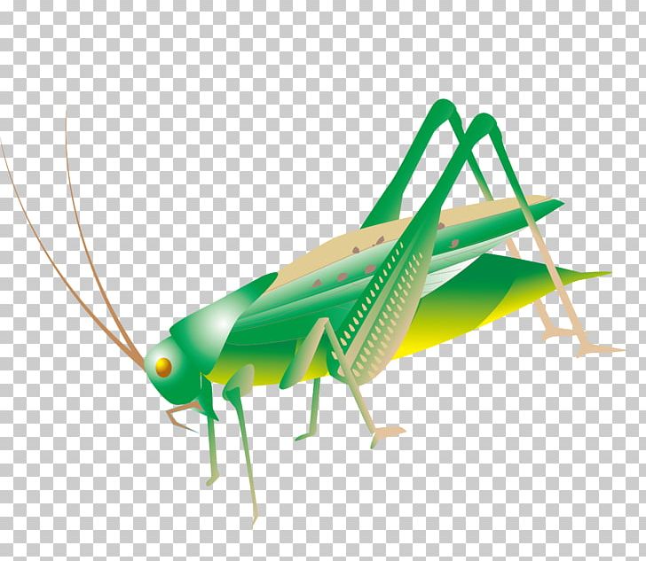 Insect Grasshopper PNG, Clipart, Arth, Encapsulated Postscript, Grass, Happy Birthday Vector Images, Insects Free PNG Download