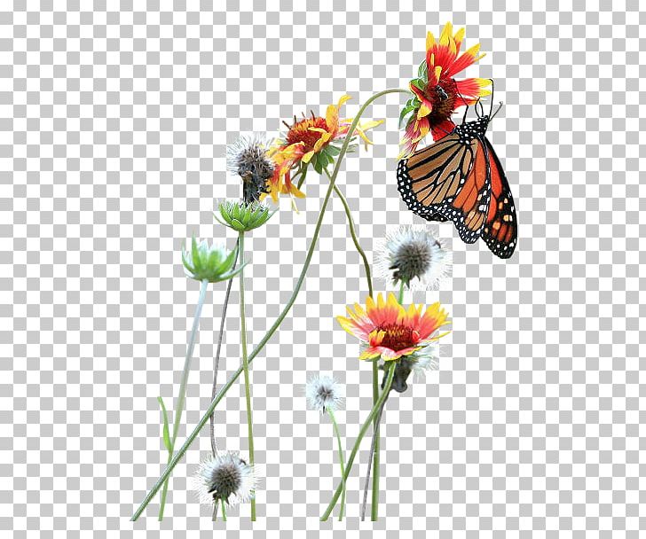 Photography Bayan Mod PNG, Clipart, Brush Footed Butterfly, Cartoon, Flower, Flower Arranging, Flowers Free PNG Download