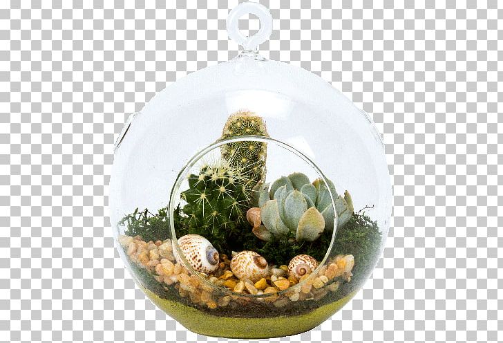 Terrarium Succulent Plant Houseplant Tillandsia PNG, Clipart, Arid, Christmas Ornament, Dodecahedron, Flowerpot, Food Drinks Free PNG Download