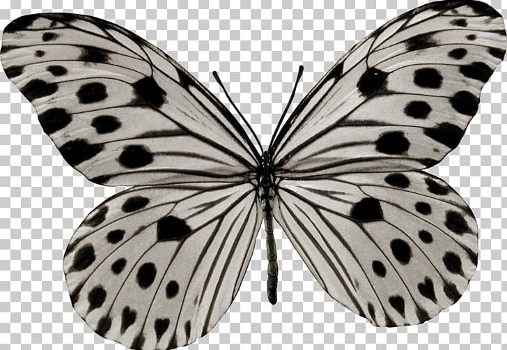 Butterfly Photography Papilio Cresphontes PNG, Clipart, Arthropod, Brush, Brush Footed Butterfly, Butterflies, Butterfly Group Free PNG Download