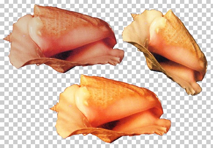 Creativity PNG, Clipart, Artwork, Closeup, Conch, Conch Vector, Creative Free PNG Download