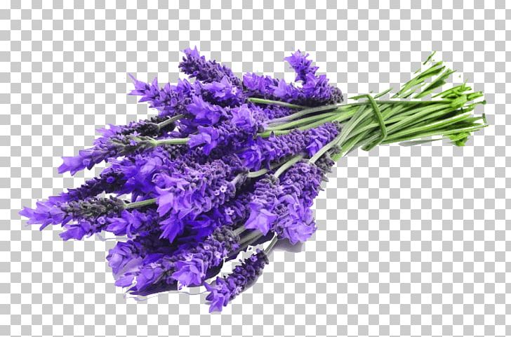 English Lavender Lavender Oil Essential Oil Aromatherapy Aroma Compound PNG, Clipart, Aroma Compound, Aromatherapy, Artificial Flower, Carrier Oil, Cut Flowers Free PNG Download