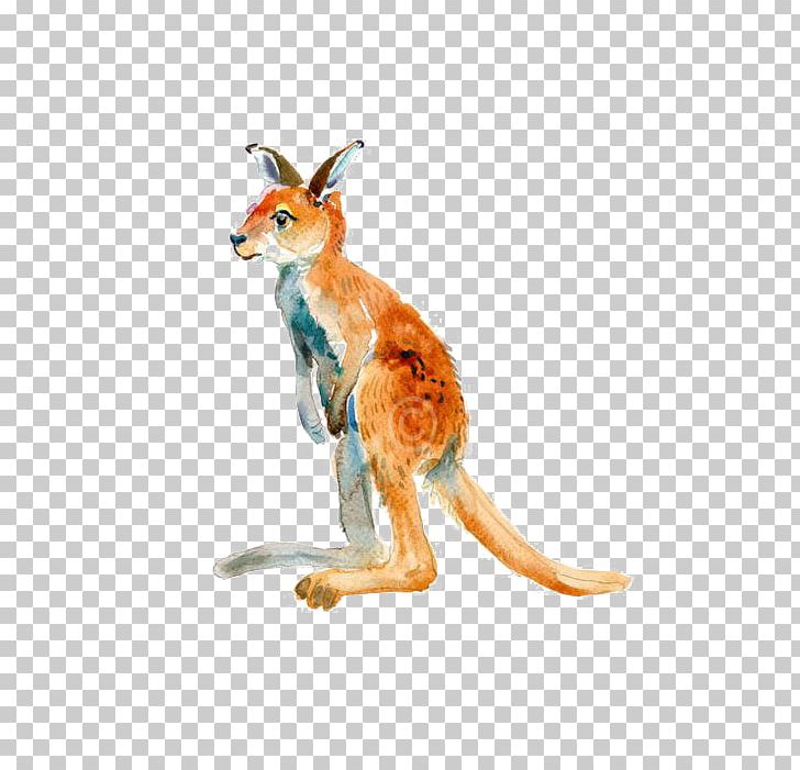 Kangaroo Watercolor Painting Illustration PNG, Clipart, Animal, Animals, Architectural Drawing, Art, Australia Free PNG Download