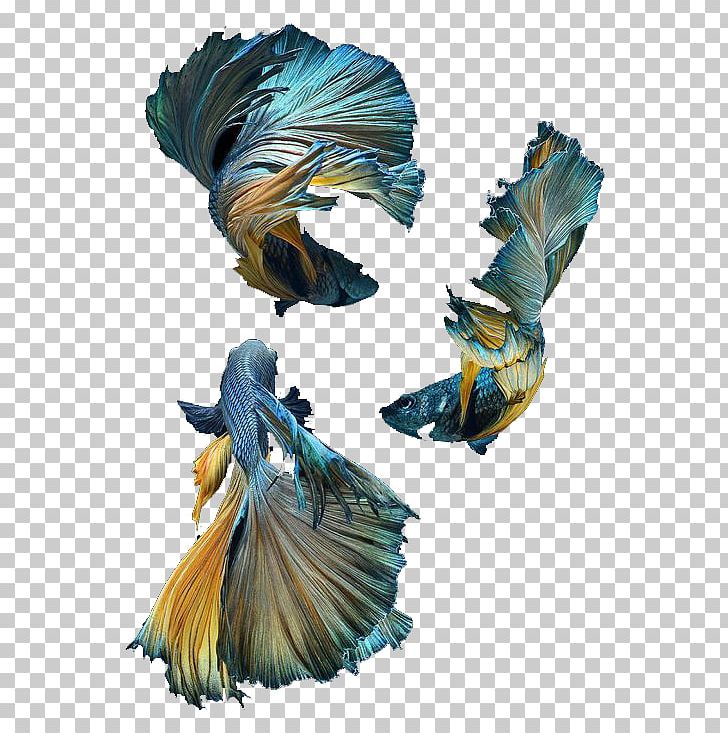 Siamese Fighting Fish Blue Shark PNG, Clipart, Animal, Animals, Blue, Blue Abstract, Blue Background Free PNG Download