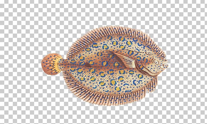Exotic Shorthair Jellyfish Animal PNG, Clipart, Animal, Animals, Aquatic Animal, Ball, Color Free PNG Download