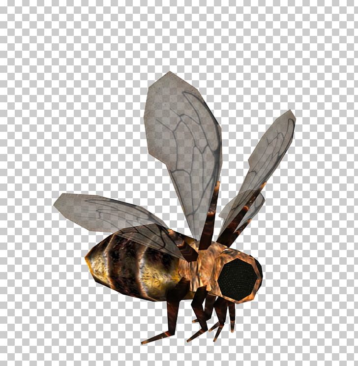 Bee Hornet Apis Florea Insect PNG, Clipart, Angel Wing, Angel Wings, Apis Florea, Arthropod, Bee Free PNG Download