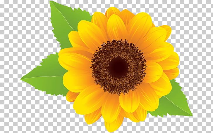 Common Sunflower PNG, Clipart, Annual Plant, Common Sunflower, Computer Graphics, Computer Icons, Dahlia Free PNG Download