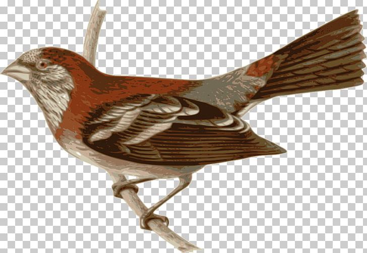 Common Tailorbird Three-banded Rosefinch Drawing PNG, Clipart, African Silverbill, Animals, Beak, Bird, Black Rosy Finch Free PNG Download