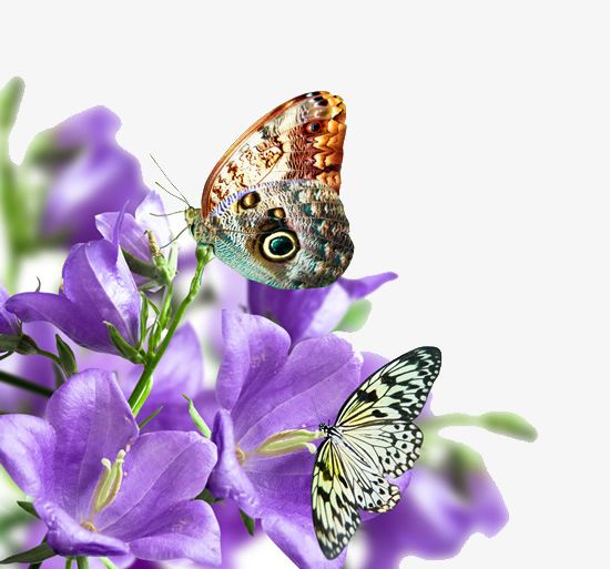 Flowers And Butterflies Under PNG, Clipart, Animal, Butterflies Clipart, Butterflies Clipart, Butterfly, Flowers Free PNG Download