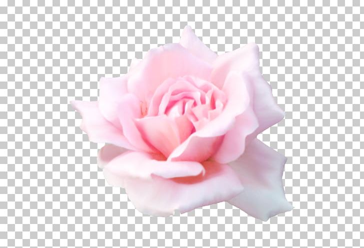 Garden Roses Beach Rose Pink Flower Petal PNG, Clipart, Beach Rose, Cut Flowers, Desktop Wallpaper, Floribunda, Flower Free PNG Download